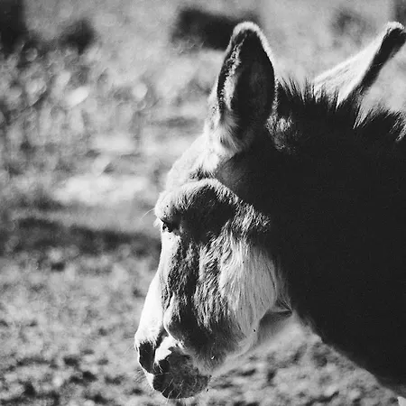 Relais Agrituristico Ormesani Séjour à la ferme *