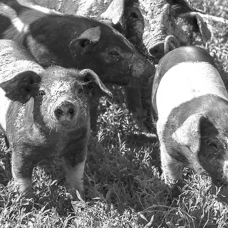 Séjour à la ferme Relais Agrituristico Ormesani *